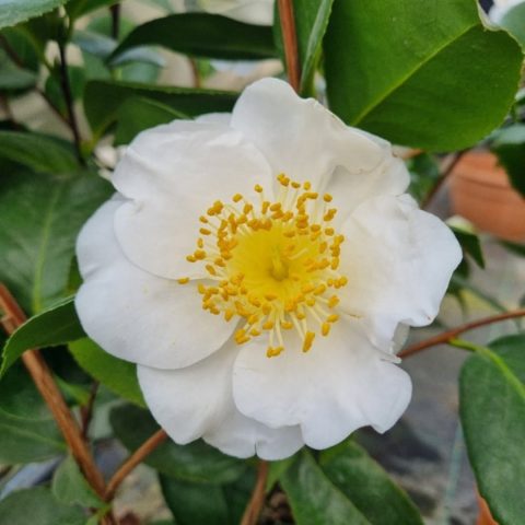 Murabilia - Camelia