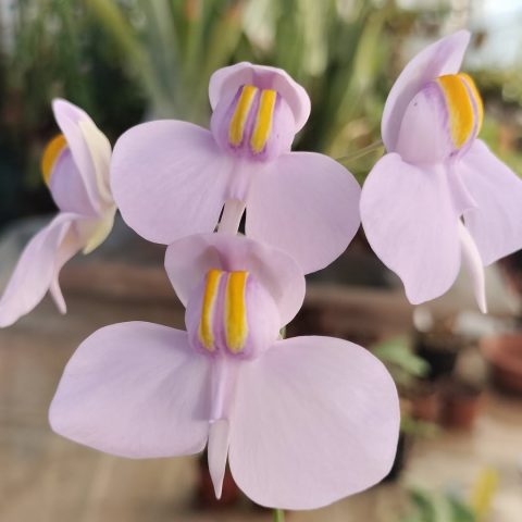 Murabilia - Orchidea