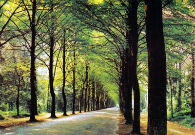 Viale dei Tigli, Viareggio