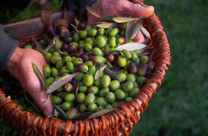 L'olio extra vergine / Extra Vergin Olive Oil