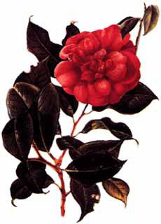 Camelia / Camellia