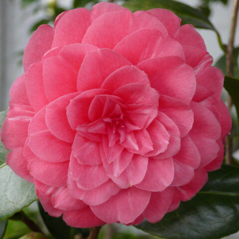 camelia fiorita / flowering camellia