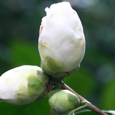 camelia in boccio / camellia in bud