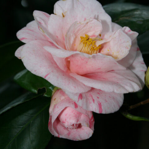 camelia in fiore