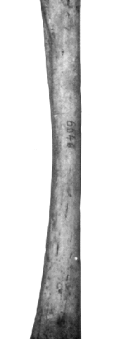 buca-del-Tasso-femore