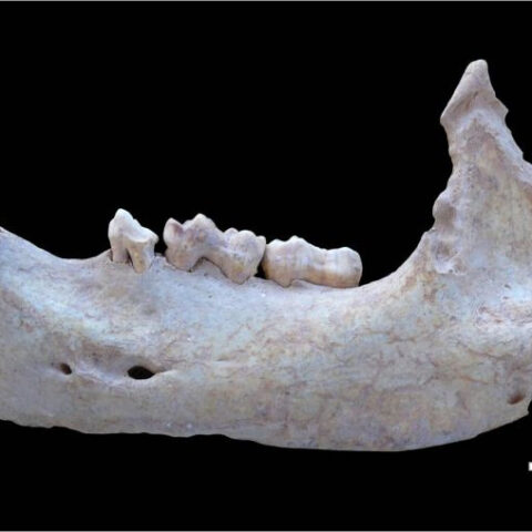 jpg-grotta-allonda-mandibola