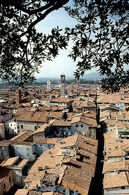 Lucca, vista dalla Torre Guinigi, allineamento di via S. Andrea