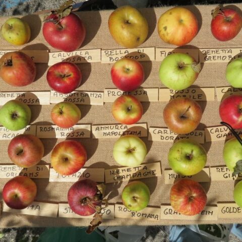 11875006_875982142495850_8500869714023773575_o