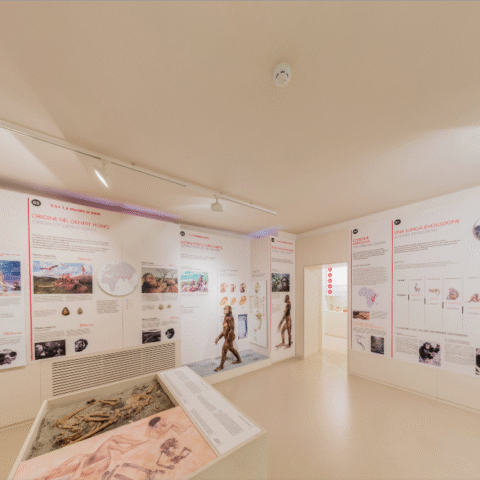 Sala dell'evoluzione