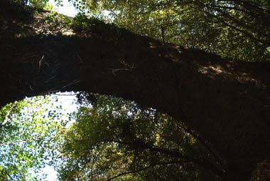 Intradosso dell'arco