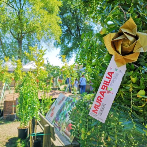 41363535_1837973549630033_307211288331681792_n