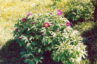 Villa Collemandina, fioritura della peonia