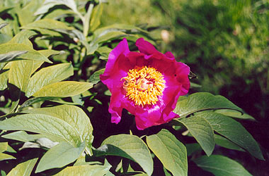 Villa Collemandina, peonia