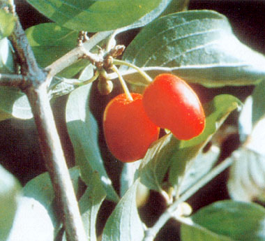 Villa Collemandina, il corniolo