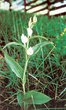 Villa Collemandina, la cefalantera bianca