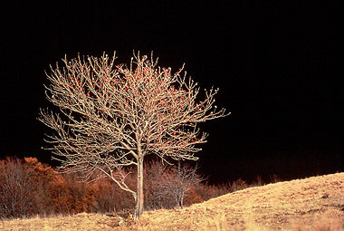 San Romano Garfagnana, Parco dell´Orecchiella, sorbo montano ricoperto di bacche, prima di un temporale