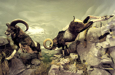 San Romano Garfagnana, sala espositiva, diorama sui mufloni