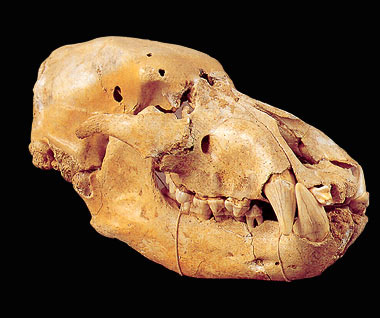 Pietrasanta, cranio di orso arctos, da Cava Sigali di Volegno (Stazzema)