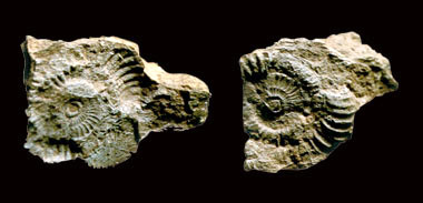 Barga, conchiglia fossile nel calcare rosso ammonitico, dal territorio della Garfagnana