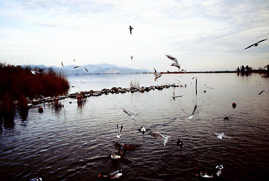 Massarosa, Lago di Massaciuccoli