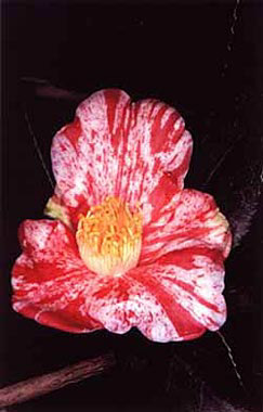 Camelia / Camellia