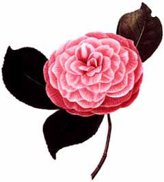 Camelia / Camellia