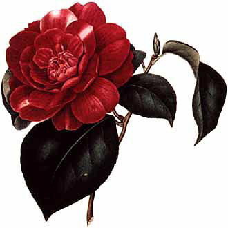 Camelia / Camellia