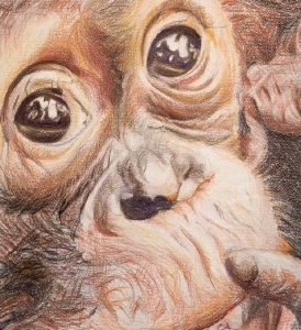 Camilla Adami - Primati. Corpi che ti guardano