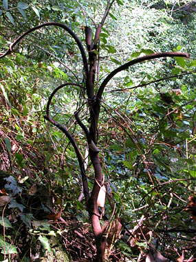 Ringhiera in ferro battuto