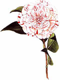 Mostra delle Antiche Camelie della Lucchesia / Ancient Camellia of Lucchesia show