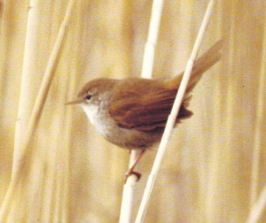 Le immagini del Parco / Images of the Park