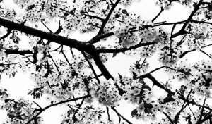 Fotosintesi - 8 fotografi al Garage Bonci / Fotosintesi - 8 photographs at Garage Bonci