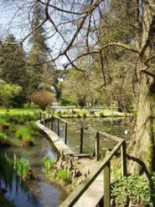 Il Canto Degli Alberi -  Viaggio nella musica da film / Tree Songs – the notes resonate up through the branches.