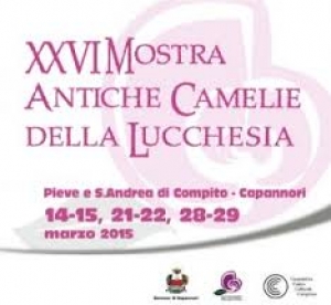 Mostra delle Antiche Camelie della Lucchesia / Ancient Camellia of Lucchesia show
