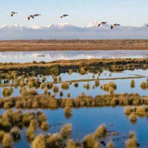 Lago di Massaciuccoli